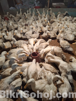 পেকিন স্টার ১৩ হাঁস